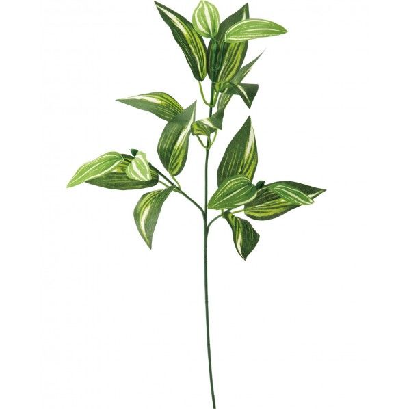 トラディスカンディア