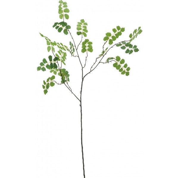 アジアンタムスプレー