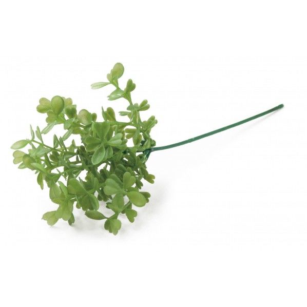 ボックスウッドピック