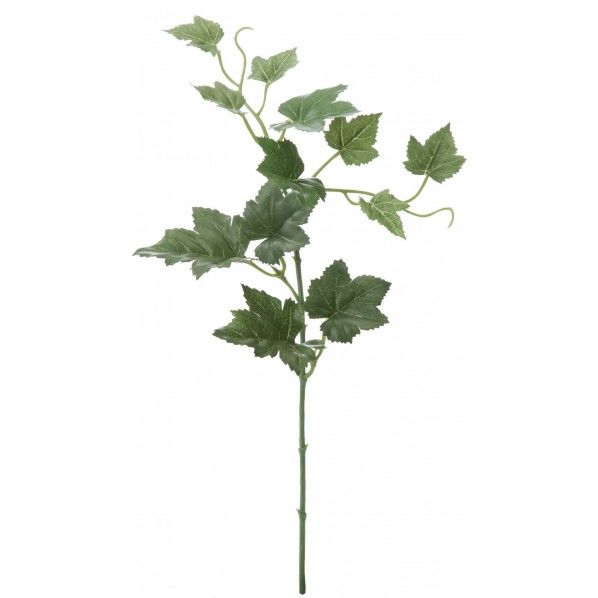 アイビーショート