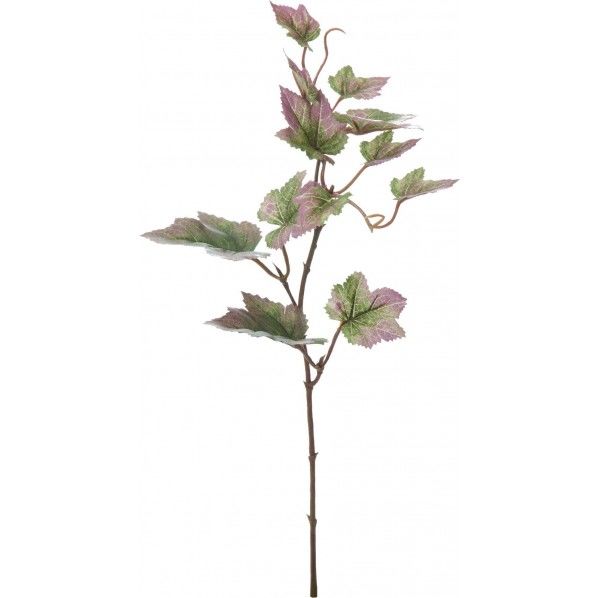 グレープリーフショート