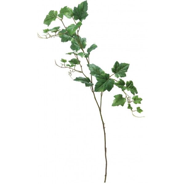 グレープリーフブランチ