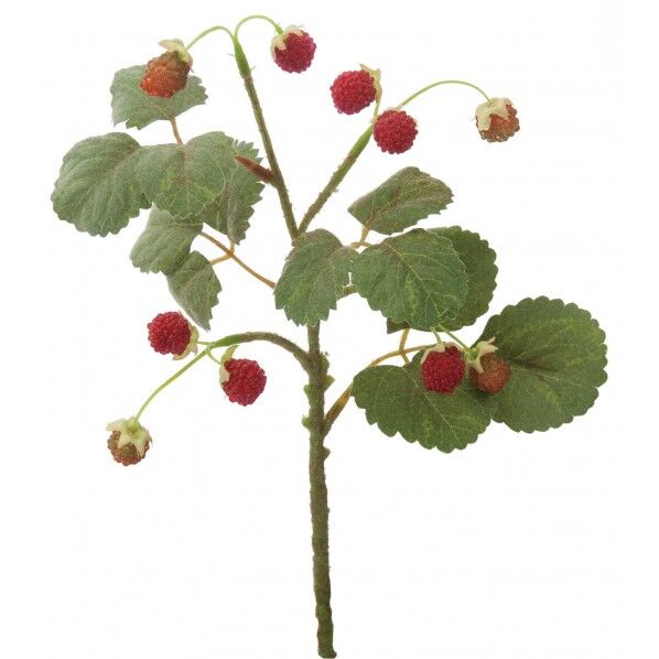 フレッシュラズベリーショート R 便利グッズ（文具・OA機器） FG -4673 1本