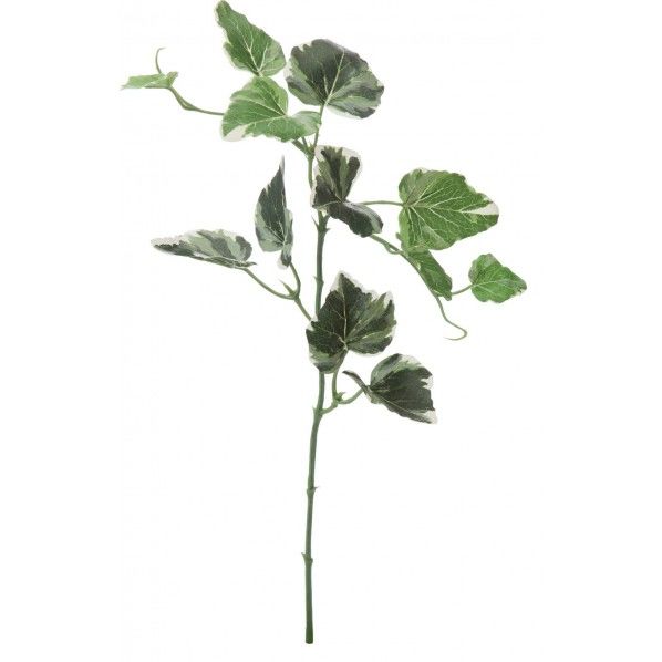 イングリッシュアイビーショート