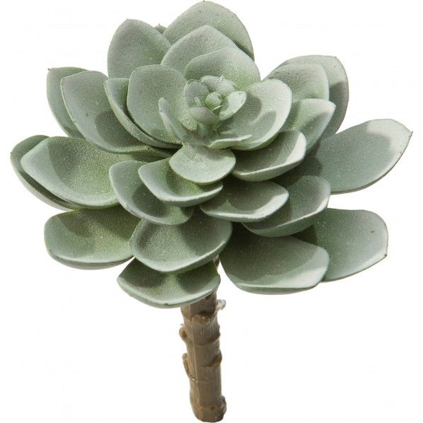 エケベリアピック