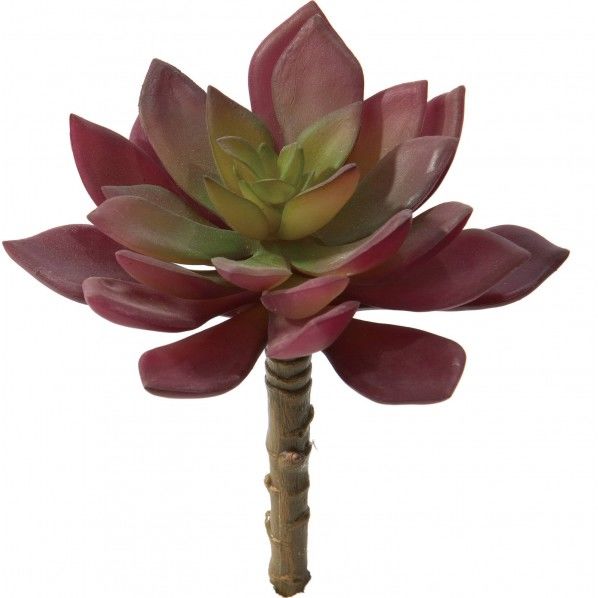 エケベリアピックM