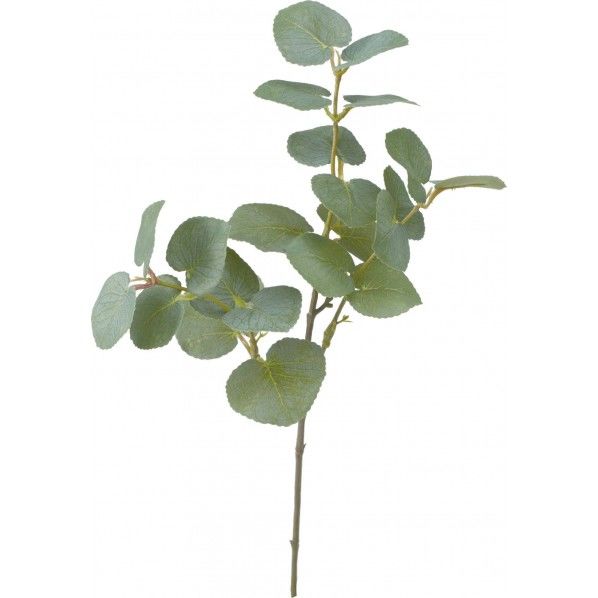 ユーカリピック