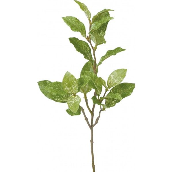 ピトスポラムピック GR 便利グッズ(文具・OA機器) FG -4773 1本