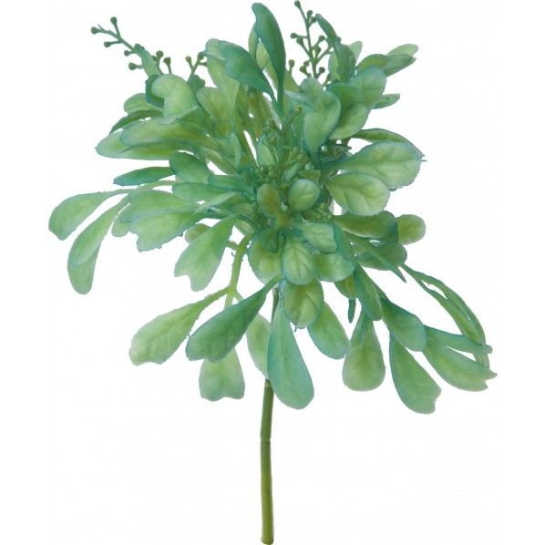 ボックスウッドベリーピック