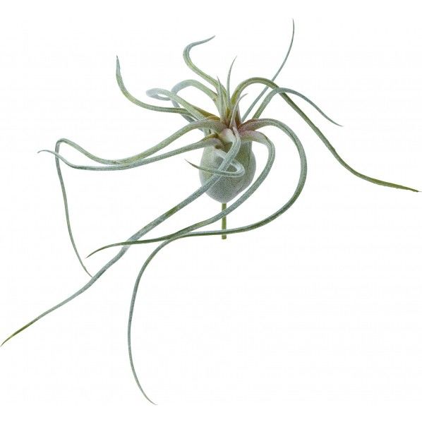 スパイダーチランジア