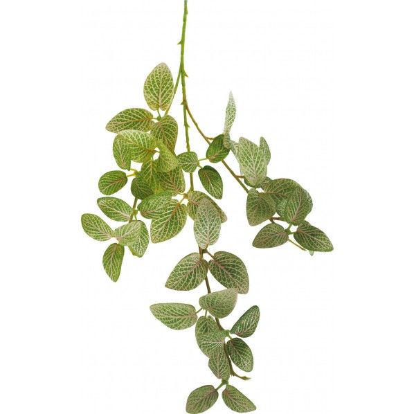 フィトニアバイン