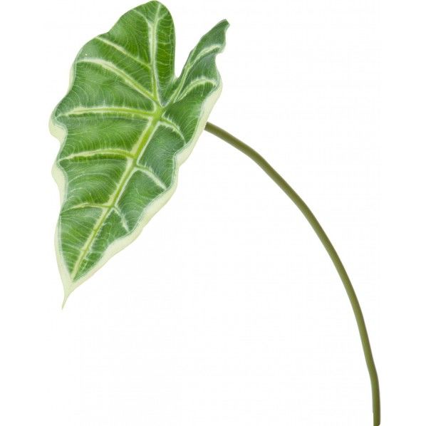 ミニアロカシアリーフ GR 便利グッズ(文具・OA機器) FG -4842 1本