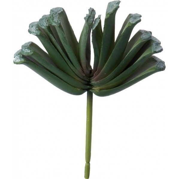 ハオルシアギョクセンピック