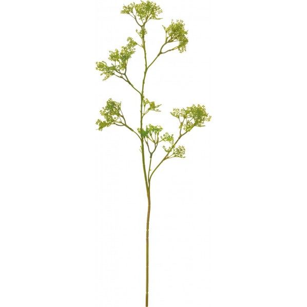 セダムスプレー