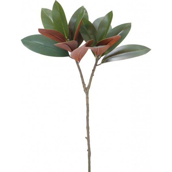 マグノリアリーフブランチ