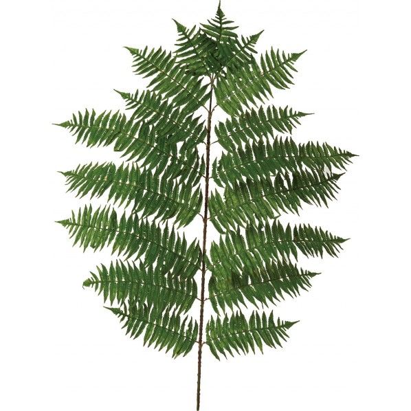 ハワイアンシダーブランチ GR 便利グッズ（文具・OA機器） FG -4890 1本