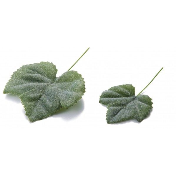 グレープアイビー