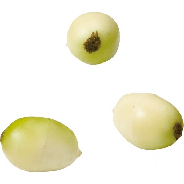 モキハナ CR 便利グッズ（文具・OA機器） FLP-1070 1箱