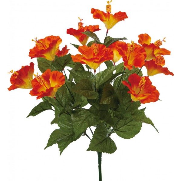 ハイビスカスブッシュ