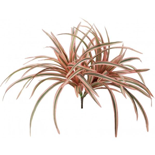 ドラセナブッシュ