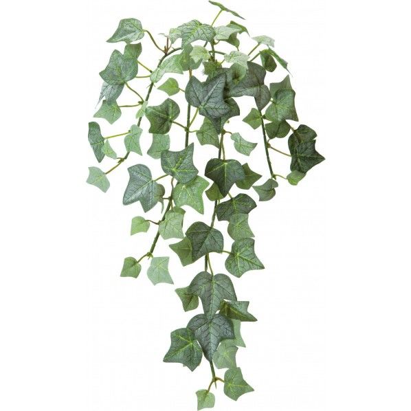 フロックアイビー*5 10cm GL -5024 1本