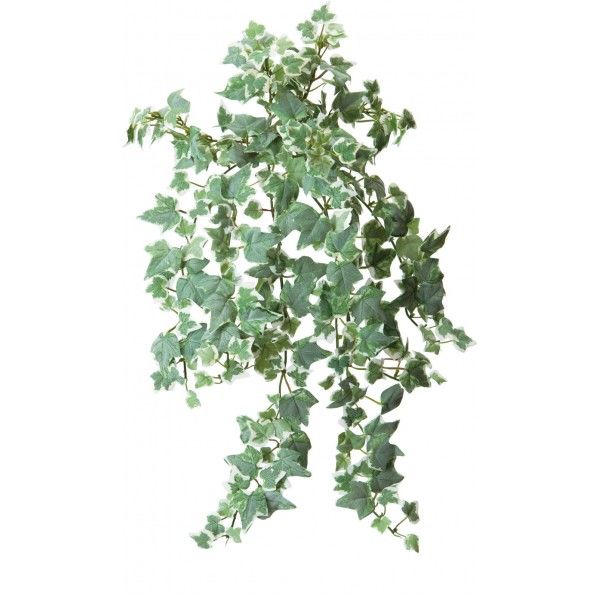 フロックホーランドアイビー*11 25cm GL -5029 1本