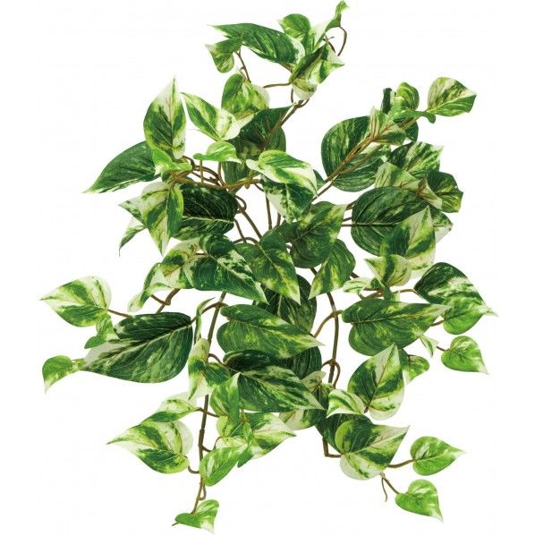 ポトスブッシュM 18cm GL -5046 1本