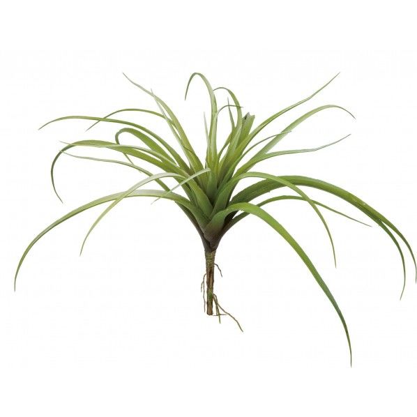 チランジアブッシュ