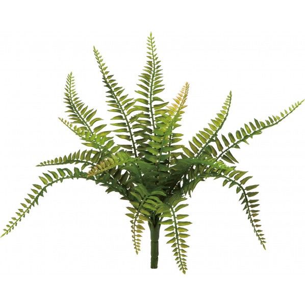 シダブッシュS GR 12cm GL -5053 1本