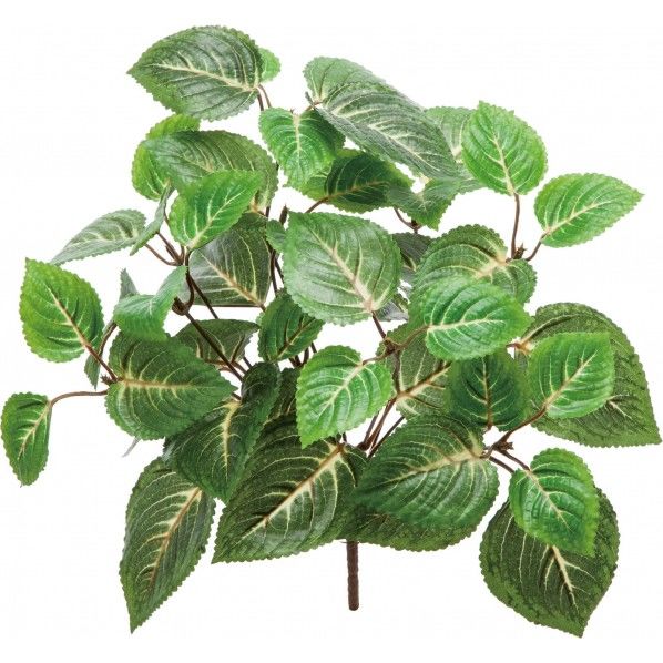 コリウスブッシュ