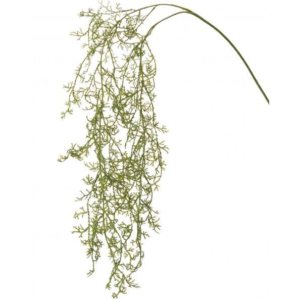 チャンピオニバイン