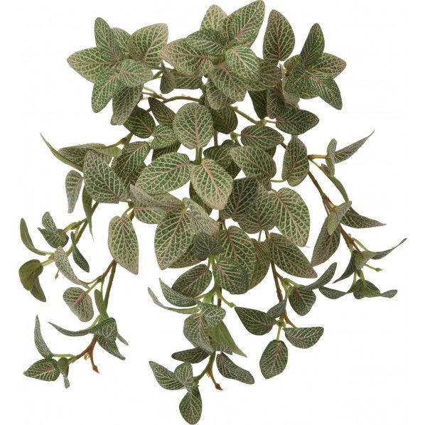 フィトニアブッシュ