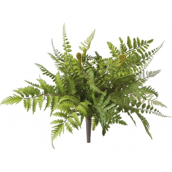 ミックスファーンブッシュ