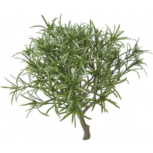 ユーカリツリー