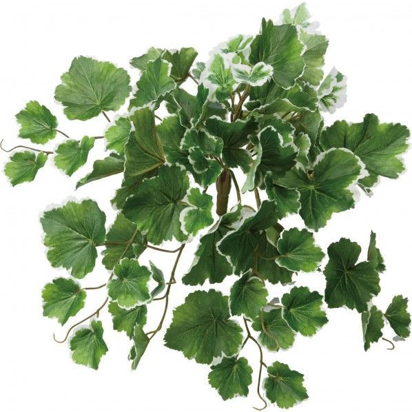 ゼラニウムブッシュ