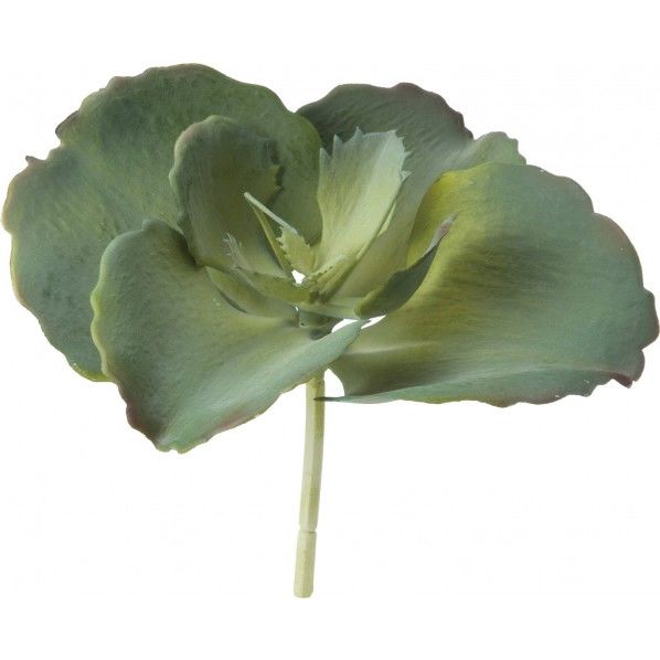 エケベリアピックL