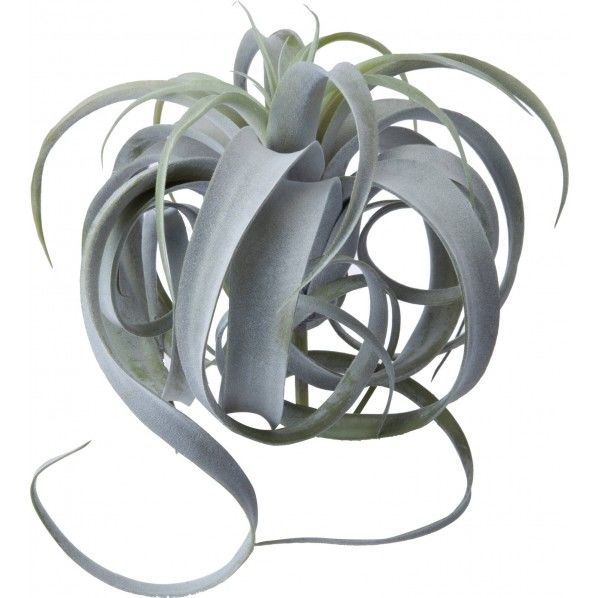 ボタニカルチランジア