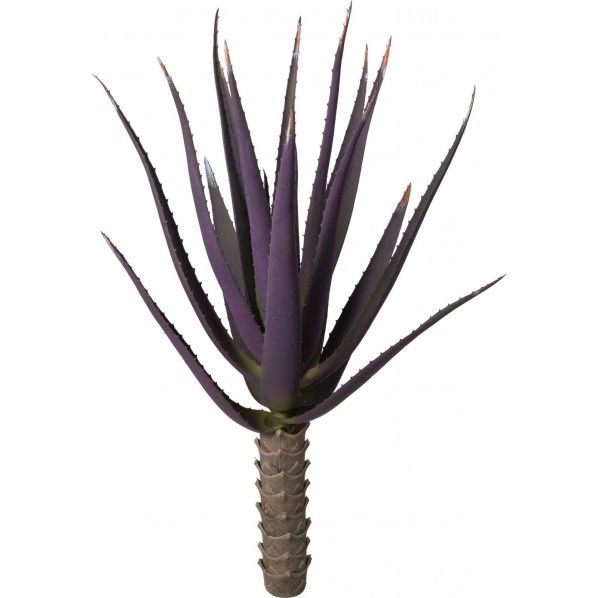 カラードアガベ