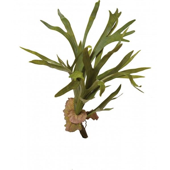 コウモリランブッシュ GR 便利グッズ(文具・OA機器) GL -5200 1本