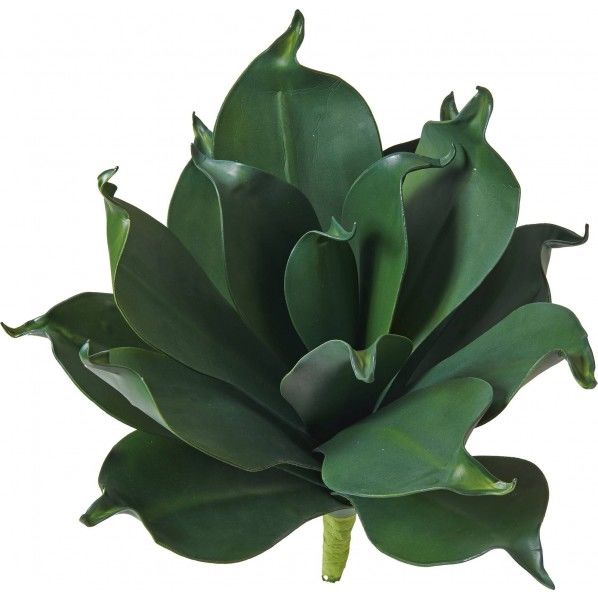 アガベブッシュ