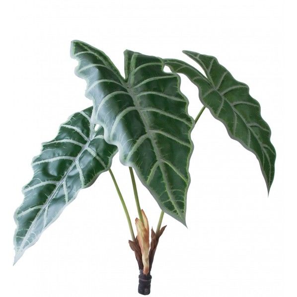 ロックプランツ アロカシア