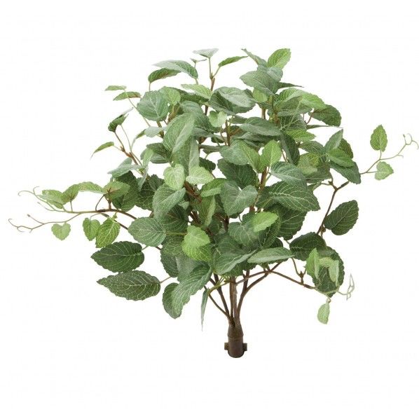 ロックプランツ フィットニア