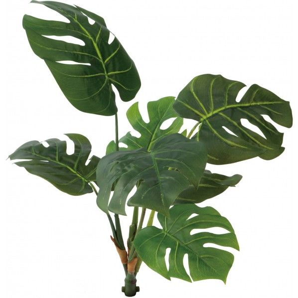 ロックプランツ モンステラ