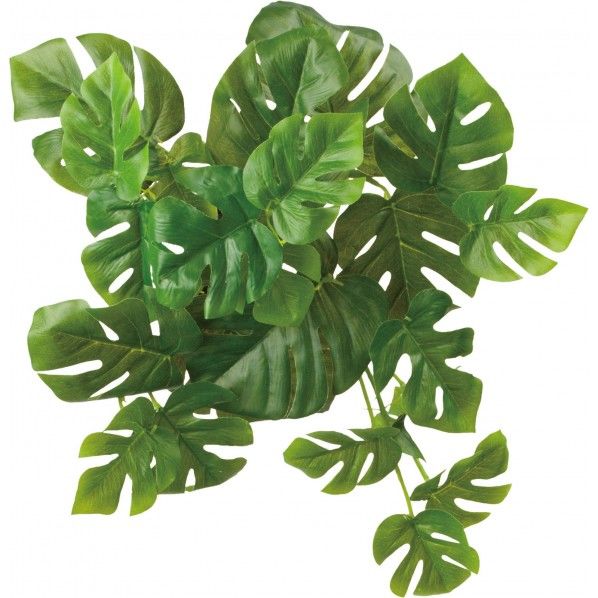 ロックプランツ ヒメモンステラ