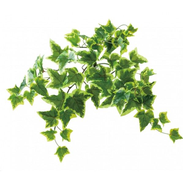 ロックプランツ Y/G