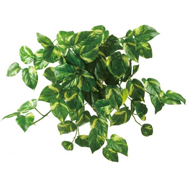 ロックプランツ ポトスL GR