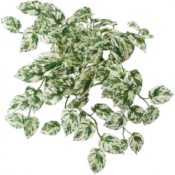 ロックプランツ ポトスL W/G