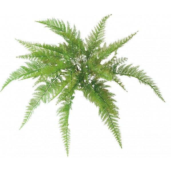 ロックプランツ レザーファーン