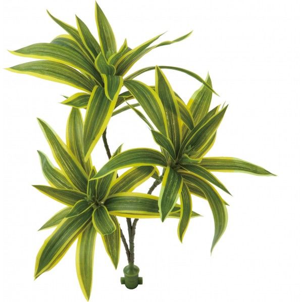 ロックプランツ ドラセナ Y/G