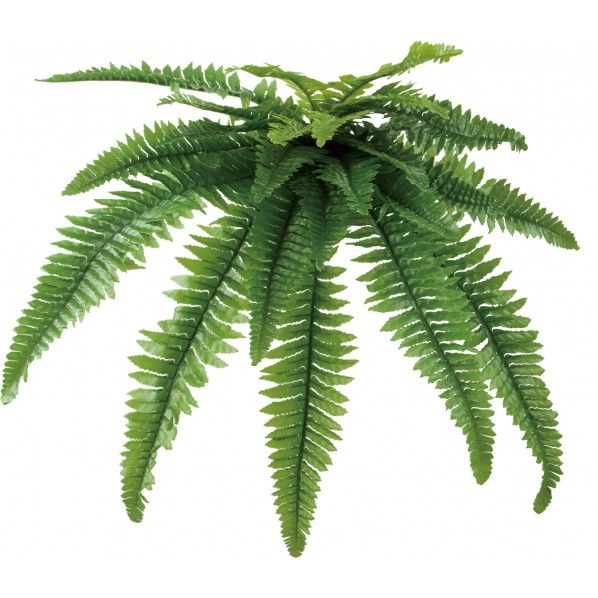 ロックプランツ ボストンファン